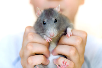 A boy is holding a homemade gray rat in his hands, a rat is looking at the camera