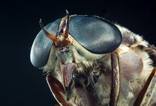 Macro Horse Fly