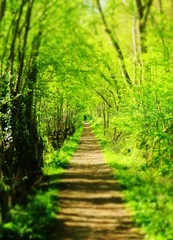 Obraz premium Country path, England