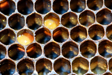 Macro Bee Hive Honeycomb Interior Pattern