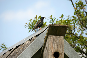 Common Starling