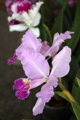 Single pink orchid