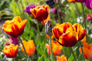 Coloured Tulips