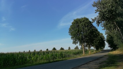 Sommer Weg