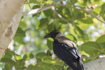 birds & nature at the park