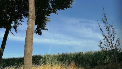 Sommer Weg I
