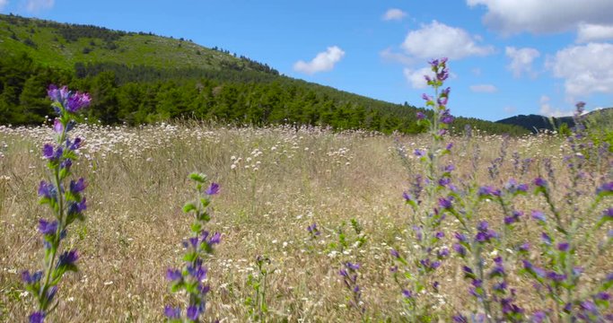 p.o.v. walking through flowers with mountain horizon and blue sky in a forest of Navafria, Guadarrama, in Madrid, Spain
