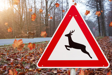 Herbst. Gefahr von Wildwechsel