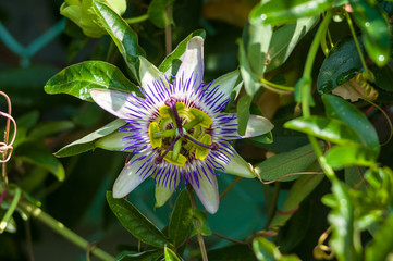 passion flower Passiflora caerulea Passionflower against green garden background