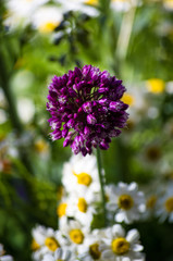 a bouquet of bright spring flowers of various types
