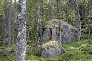 Texture, stone, rocks, trees, moss, granite, trees, forest, mountains, color,