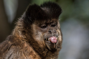 Macaco Prego / Tufted Capuchin (Sapajus apella)