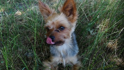 Kleiner Hund