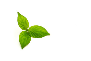 Green leaves isolated on white background.