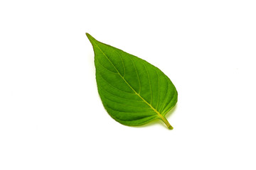 Fototapeta na wymiar Green leaves isolated on white background.