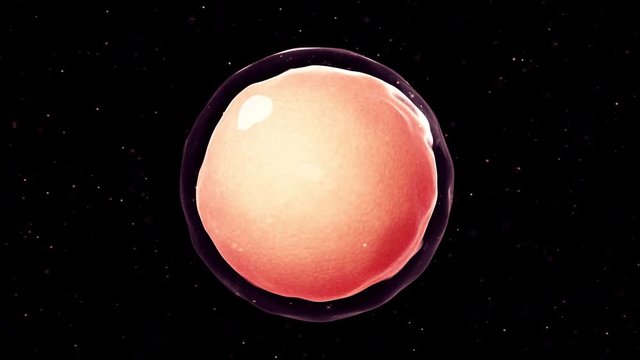 3d rendered medically accurate animation of a fertilized egg cell 