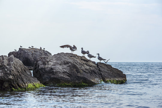 Gulls on a rock in the sea