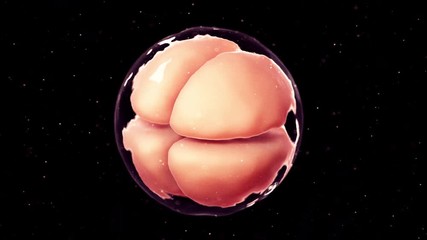 3d rendered medically accurate animation of 4 cell stage embryo