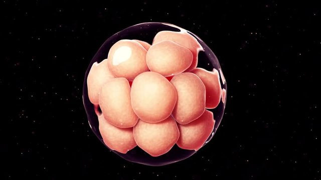 3d rendered medically accurate animation of 16 cell stage embryo