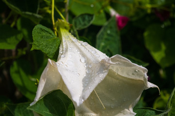 Devil's Trumpet, Datura metel, in the garden, close up.