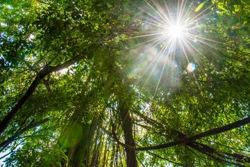 Trees in forest with roots of the monkey forest, Ubud, Bali in Indonesia