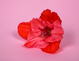 red gladiolus flower on a pink paper background