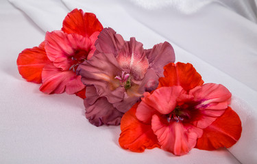 three beautiful live gladiolus flowers on white fabric with folds of red color