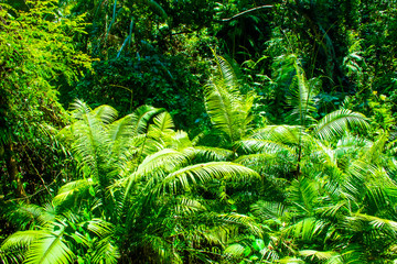Trees in forest with roots of the monkey forest, Ubud, Bali in Indonesia