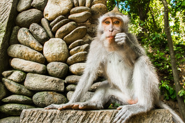 Obraz premium Monkey in Tample in Monkey Forest, Ubud, Bali in Indonesia