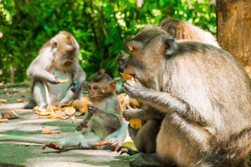 Family monkeys in Tample in Monkey Forest, Ubud, Bali in Indonesia