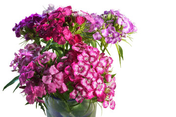 bouquet of pink red purple Dianthus barbatus Turkish carnation  isolated