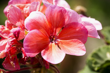 Pink geranium in close up