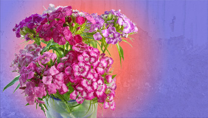 bouquet of pink red purple Dianthus barbatus Turkish carnation