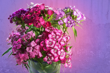 bouquet of pink red purple Dianthus barbatus Turkish carnation
