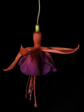 Dancing fusia
