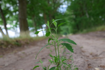 The green plant on the way