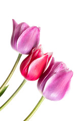Flower composition with tulips isolated on a white background