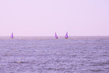 three purple sailboats sail on the silent sea in the evening light