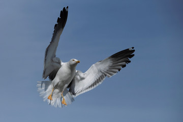 Möve im Anflug - Stockfoto