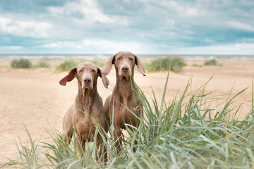 Two Weimaranera sit on the beach
