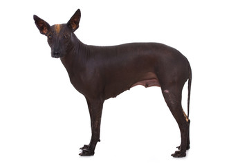 Mexikanischer Nackthund isoliert auf weißem Grund