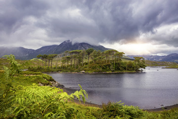 Pine Island, Connemara National Park