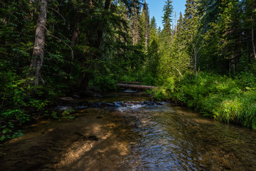 Fototapeta na wymiar Tacoma Creek in the Colville National Forest
