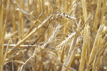 Schäden durch Sommerhitze