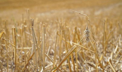 Ernteschäden durch Sommerhitze