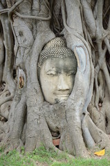 Fototapeta na wymiar Budda head
