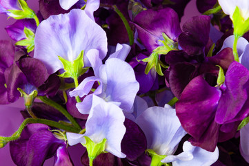 Flowers of sweet pea, close-up