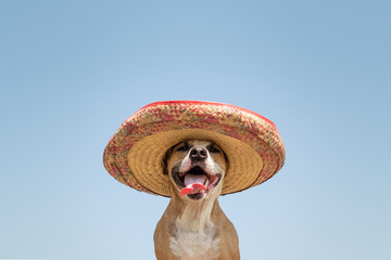 Dog in mexican traditional hat. Cute funny staffordshire terrier dressed up in sombrero hat as mexico festive symbol or for halloween