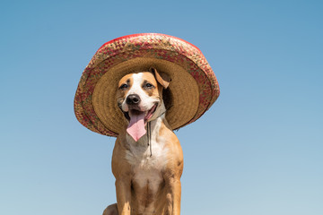 Beautiful dog in mexican traditional hat in sunny outdoors background. Cute funny staffordshire...