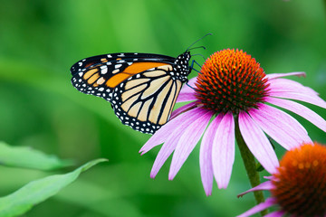 A monarch butterfly feeding on a pink cone flower in the garden.